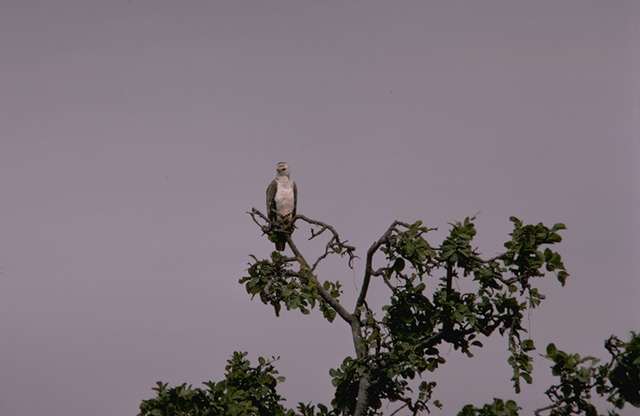 eagle in a tree top