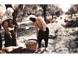 people laboring in the fields