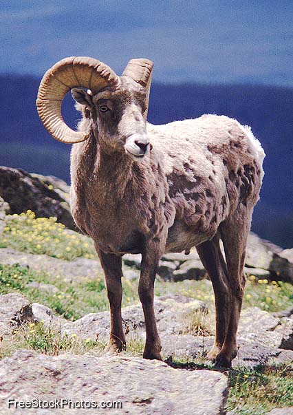 Sheep and the Goats