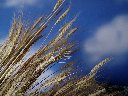 wheat blowing in the wind