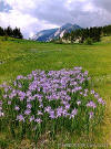 wild lilies in the field