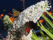 Butterfly on a bush