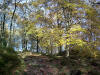 A scene in the woods