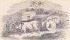 picture of an ox and cart