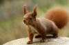 red squrrel