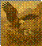 eagle stirring the nest
