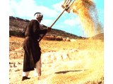 Labouring in the field