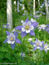 flowers in the garden of the Lord