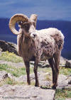 A sheep on the hills