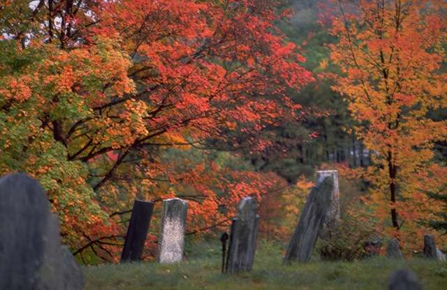 trees in autumn