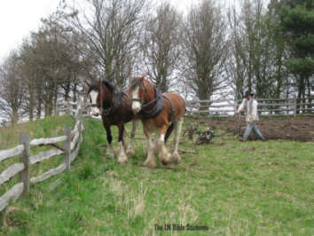 uk bible students picture of shire horses at work in the field