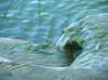 Patterns in the sea