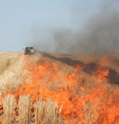 A Harvest field